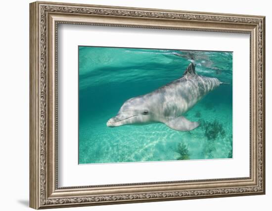 Bottlenosed Dolphin at UNEXSO Dive Site-Paul Souders-Framed Photographic Print