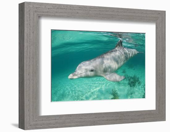 Bottlenosed Dolphin at UNEXSO Dive Site-Paul Souders-Framed Photographic Print