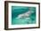 Bottlenosed Dolphin at UNEXSO Dive Site-Paul Souders-Framed Photographic Print