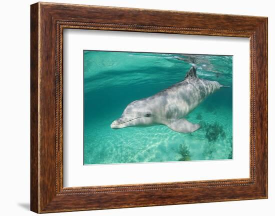 Bottlenosed Dolphin at UNEXSO Dive Site-Paul Souders-Framed Photographic Print