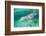 Bottlenosed Dolphin at UNEXSO Dive Site-Paul Souders-Framed Photographic Print