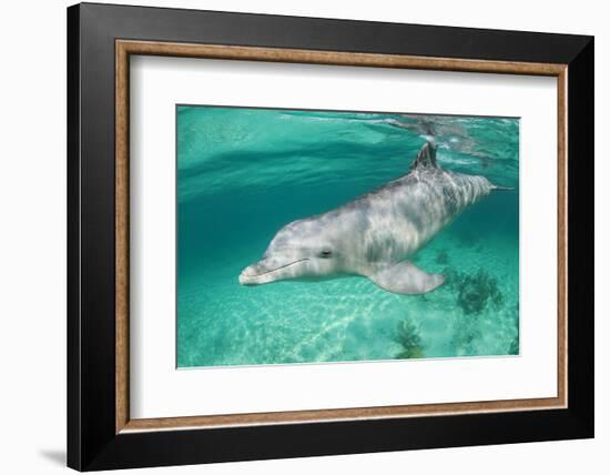 Bottlenosed Dolphin at UNEXSO Dive Site-Paul Souders-Framed Photographic Print