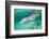 Bottlenosed Dolphin at UNEXSO Dive Site-Paul Souders-Framed Photographic Print