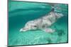 Bottlenosed Dolphin at UNEXSO Dive Site-Paul Souders-Mounted Photographic Print