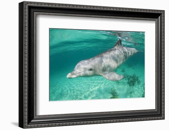 Bottlenosed Dolphin at UNEXSO Dive Site-Paul Souders-Framed Photographic Print