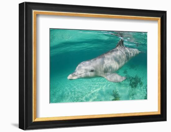 Bottlenosed Dolphin at UNEXSO Dive Site-Paul Souders-Framed Photographic Print