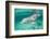 Bottlenosed Dolphin at UNEXSO Dive Site-Paul Souders-Framed Photographic Print