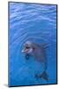 Bottlenosed Dolphin in Water with Mouth Open-DLILLC-Mounted Photographic Print