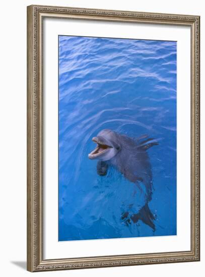 Bottlenosed Dolphin in Water with Mouth Open-DLILLC-Framed Photographic Print