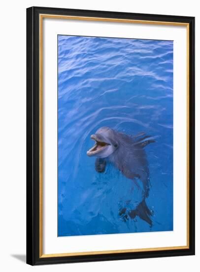 Bottlenosed Dolphin in Water with Mouth Open-DLILLC-Framed Photographic Print