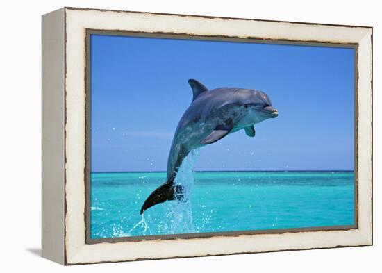 Bottlenosed Dolphin Leaping Out of Water-null-Framed Premier Image Canvas