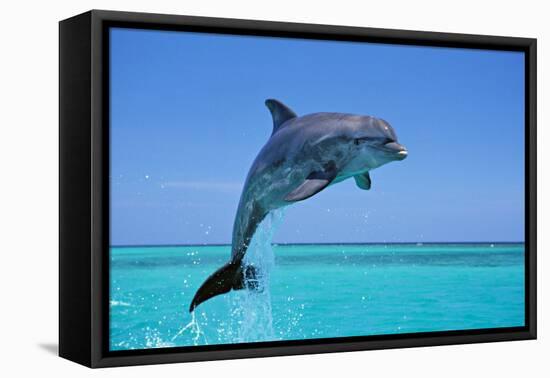 Bottlenosed Dolphin Leaping Out of Water-null-Framed Premier Image Canvas