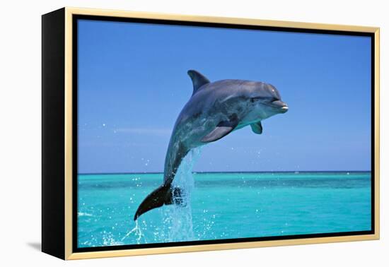 Bottlenosed Dolphin Leaping Out of Water-null-Framed Premier Image Canvas