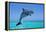 Bottlenosed Dolphin Leaping Out of Water-null-Framed Premier Image Canvas