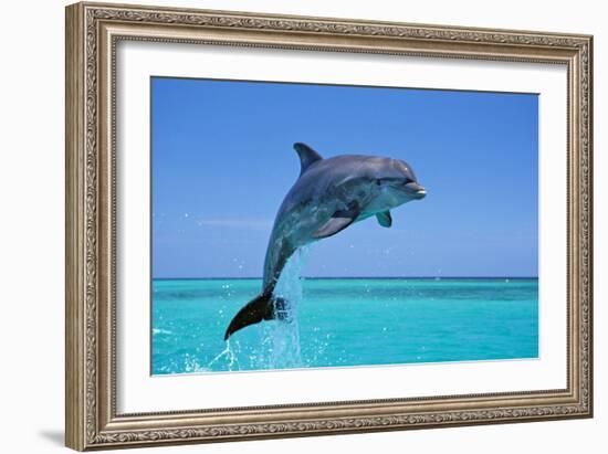Bottlenosed Dolphin Leaping Out of Water-null-Framed Photographic Print