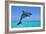 Bottlenosed Dolphin Leaping Out of Water-null-Framed Photographic Print