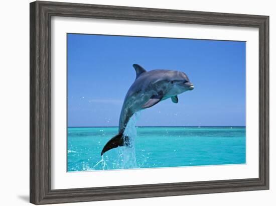 Bottlenosed Dolphin Leaping Out of Water-null-Framed Photographic Print