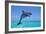 Bottlenosed Dolphin Leaping Out of Water-null-Framed Photographic Print