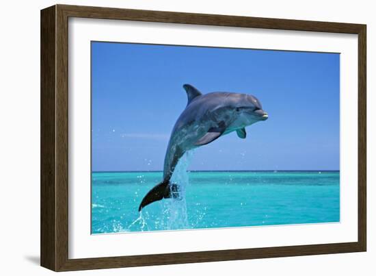 Bottlenosed Dolphin Leaping Out of Water-null-Framed Photographic Print