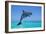 Bottlenosed Dolphin Leaping Out of Water-null-Framed Photographic Print