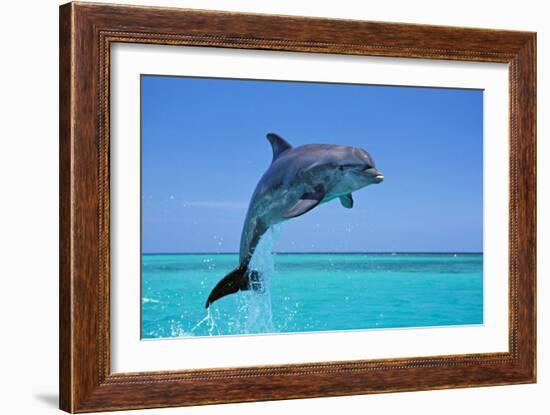 Bottlenosed Dolphin Leaping Out of Water-null-Framed Photographic Print