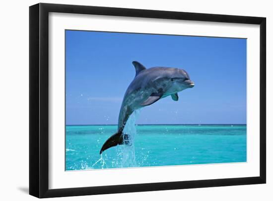 Bottlenosed Dolphin Leaping Out of Water-null-Framed Photographic Print