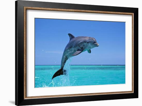 Bottlenosed Dolphin Leaping Out of Water-null-Framed Photographic Print