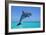 Bottlenosed Dolphin Leaping Out of Water-null-Framed Photographic Print