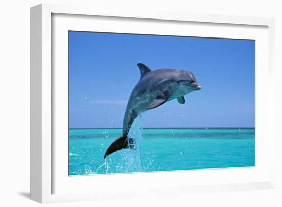 Bottlenosed Dolphin Leaping Out of Water-null-Framed Photographic Print