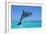 Bottlenosed Dolphin Leaping Out of Water-null-Framed Photographic Print