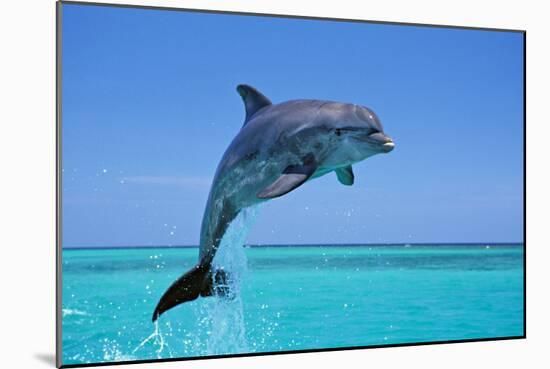 Bottlenosed Dolphin Leaping Out of Water-null-Mounted Photographic Print