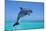 Bottlenosed Dolphin Leaping Out of Water-null-Mounted Photographic Print