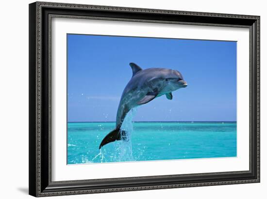 Bottlenosed Dolphin Leaping Out of Water-null-Framed Photographic Print