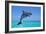 Bottlenosed Dolphin Leaping Out of Water-null-Framed Photographic Print