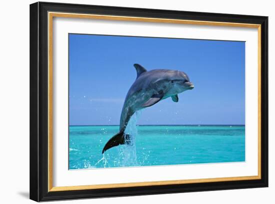 Bottlenosed Dolphin Leaping Out of Water-null-Framed Photographic Print