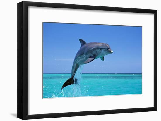 Bottlenosed Dolphin Leaping Out of Water-null-Framed Photographic Print