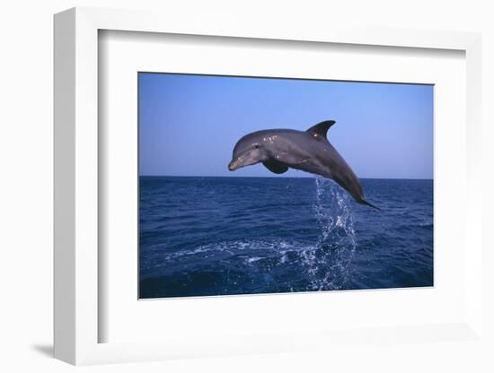 Bottlenosed Dolphin Leaping-DLILLC-Framed Photographic Print