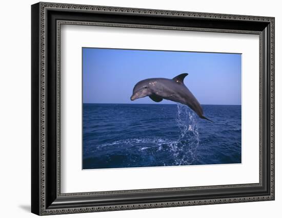 Bottlenosed Dolphin Leaping-DLILLC-Framed Photographic Print
