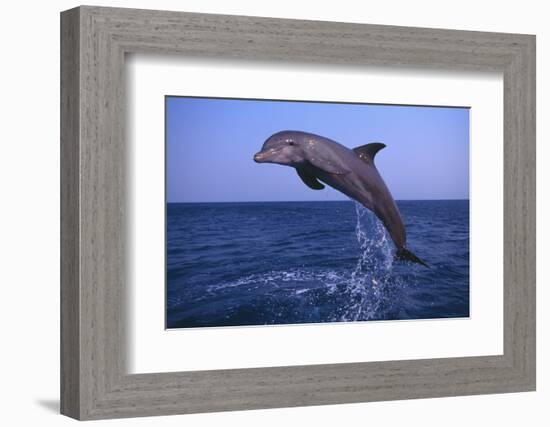 Bottlenosed Dolphin Leaping-DLILLC-Framed Photographic Print