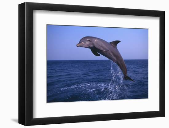 Bottlenosed Dolphin Leaping-DLILLC-Framed Photographic Print
