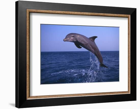 Bottlenosed Dolphin Leaping-DLILLC-Framed Photographic Print