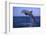 Bottlenosed Dolphin Leaping-DLILLC-Framed Photographic Print