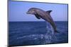 Bottlenosed Dolphin Leaping-DLILLC-Mounted Photographic Print