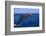 Bottlenosed Dolphin Leaping-DLILLC-Framed Photographic Print