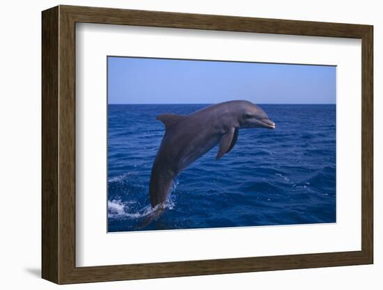 Bottlenosed Dolphin Leaping-DLILLC-Framed Photographic Print