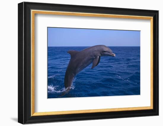 Bottlenosed Dolphin Leaping-DLILLC-Framed Photographic Print