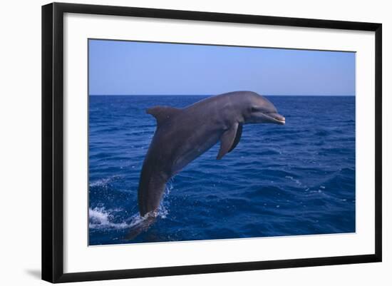 Bottlenosed Dolphin Leaping-DLILLC-Framed Photographic Print