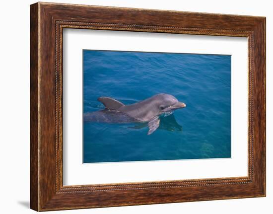 Bottlenosed Dolphin Swimming-DLILLC-Framed Photographic Print