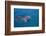 Bottlenosed Dolphin Swimming-DLILLC-Framed Photographic Print