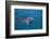 Bottlenosed Dolphin Swimming-DLILLC-Framed Photographic Print